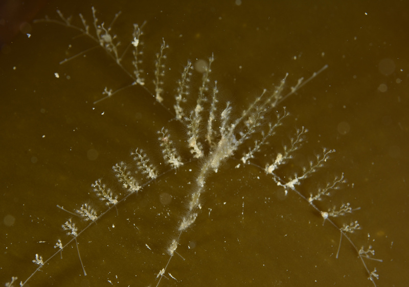 Obelia geniculata - Sea Firs (Hydrozoa)