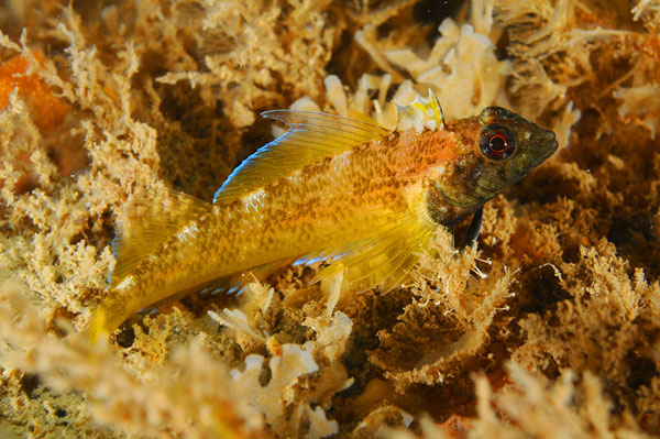 Tripterygion delaisi male - Fishes – bony and cartilagous (Pisces)