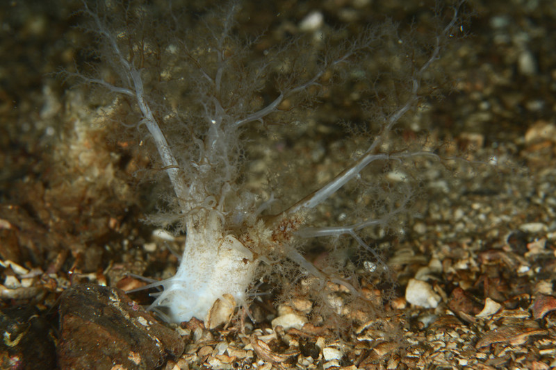 Thyonidium drummondii - Sea Cucumbers (Echinodermata)