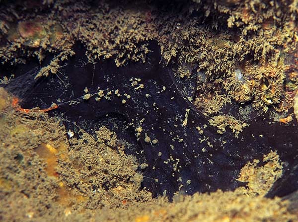 Dercitus bucklandi - Sponges (Porifera)