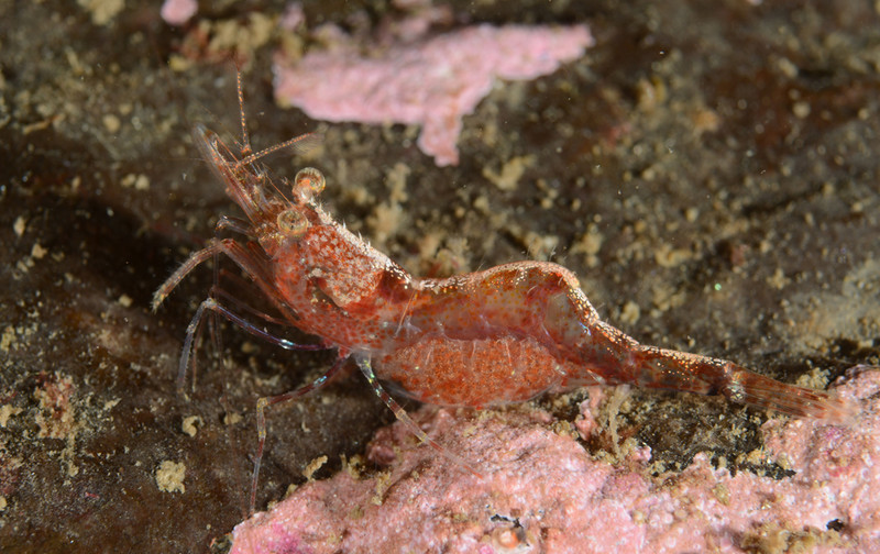 Pandalina brevirostris TBC - Crabs, Lobsters, Shrimps & Prawns etc (Crustacea)