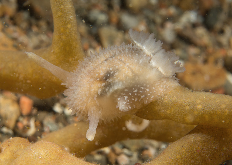 Acanthodoris pilosa - Sea Slugs & Sea Hares (Nudibranchs etc)