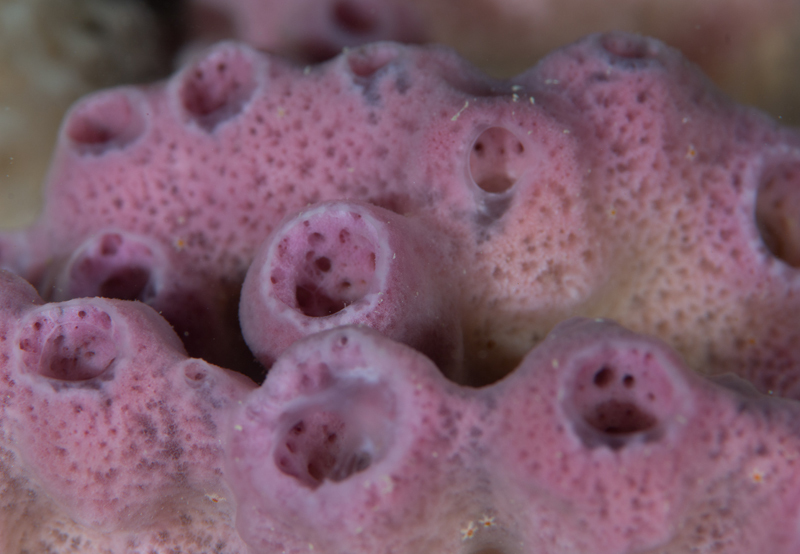 Haliclona sp - Sponges (Porifera)