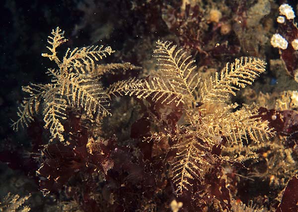 Hydrallmania falcata - Sea Firs (Hydrozoa)