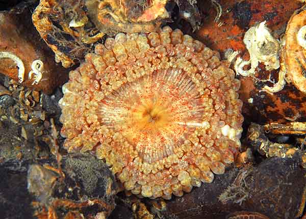 Capnea sanguinea - Anemones (Anthozoa)