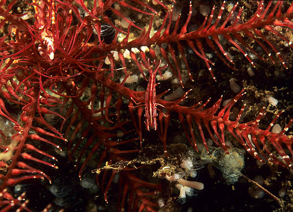 Hippolyte prideauxiana in feather star - Crabs, Lobsters, Shrimps & Prawns etc (Crustacea)