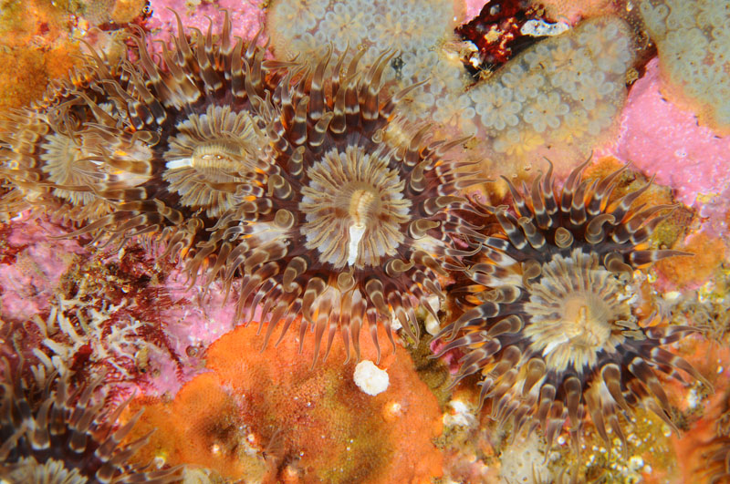 Sagartia elegans - Anemones (Anthozoa)