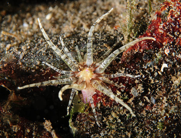 Aulactinia verrucosa - Anemones (Anthozoa)