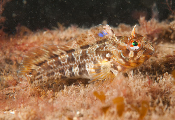 Parablennius gattorugine juvenile - Fishes – bony and cartilagous (Pisces)