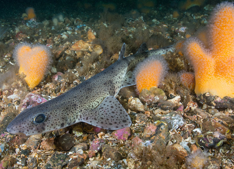 Scottish sea loch - Habitat Scenes