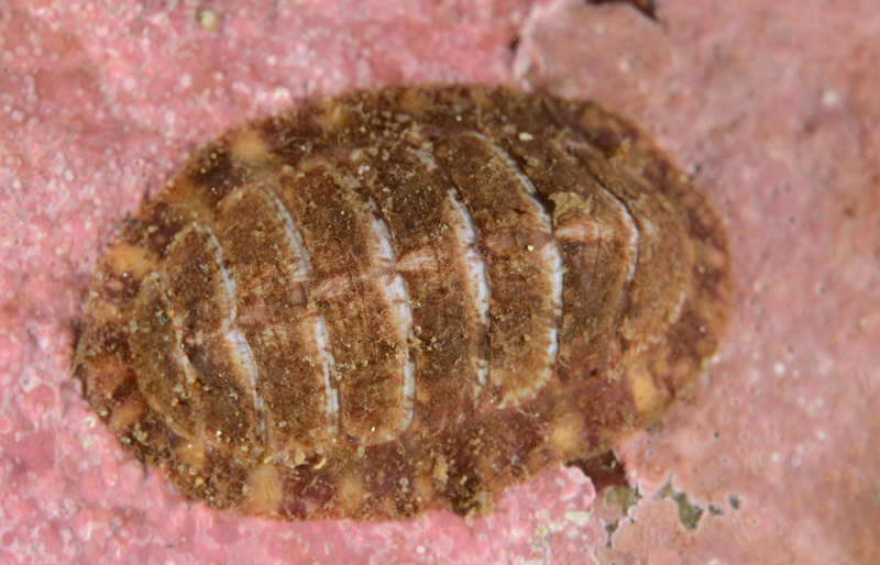 Tonicella marmorea - Sea Snails, Bivalves & Lamp Shells (Mollusca etc)