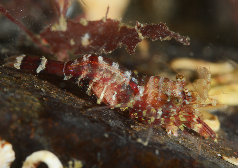 Thoralus cranchii - Crabs, Lobsters, Shrimps & Prawns etc (Crustacea)