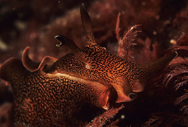 Aplysia punctata - Sea Slugs & Sea Hares (Nudibranchs etc)
