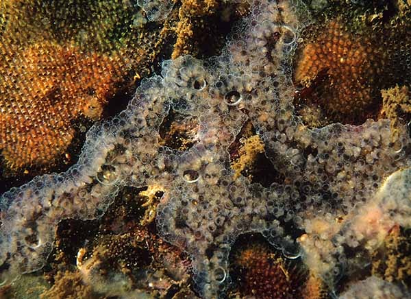 Diplosoma listerianum - Sea Squirts (Tunicata)