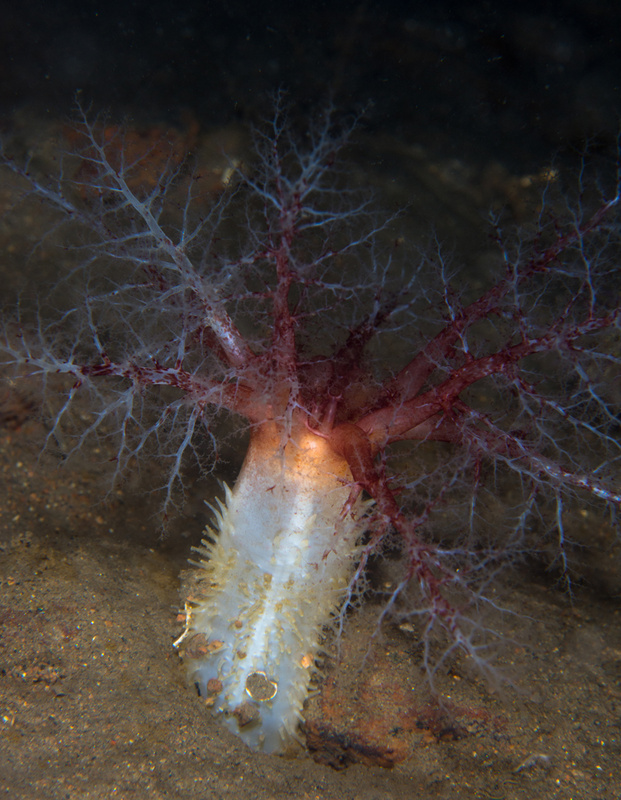 Thyonidium drummondii - Sea Cucumbers (Echinodermata)