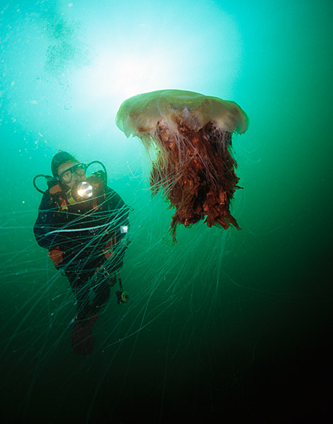 Cyanea capillata alongside a diver - Jellyfish and 'jelly-like' animals