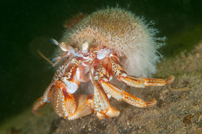 Hydractinia echinata - Sea Firs (Hydrozoa)