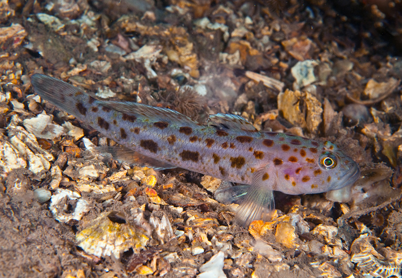 Thorogobius ephippiatus - Fishes – bony and cartilagous (Pisces)