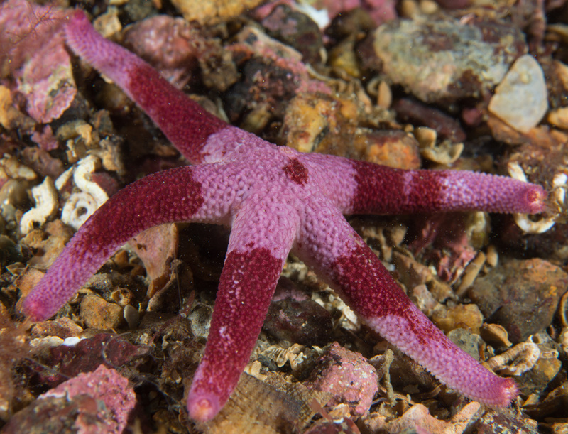 Henricia oculata - Starfish (Echinodermata)