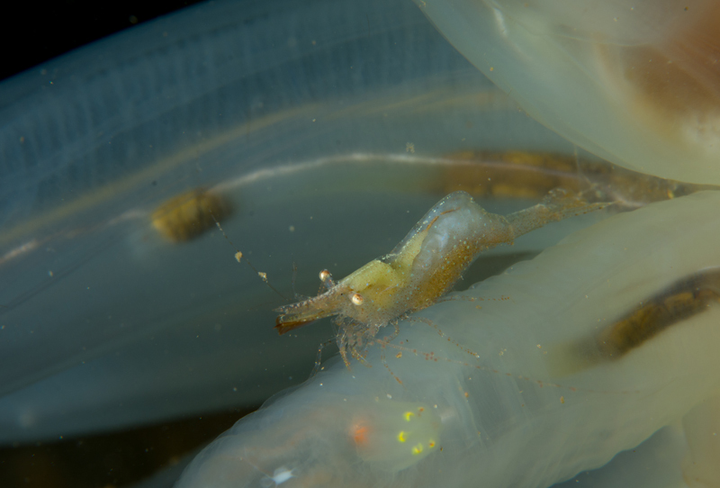 Hippolyte varians - Crabs, Lobsters, Shrimps & Prawns etc (Crustacea)