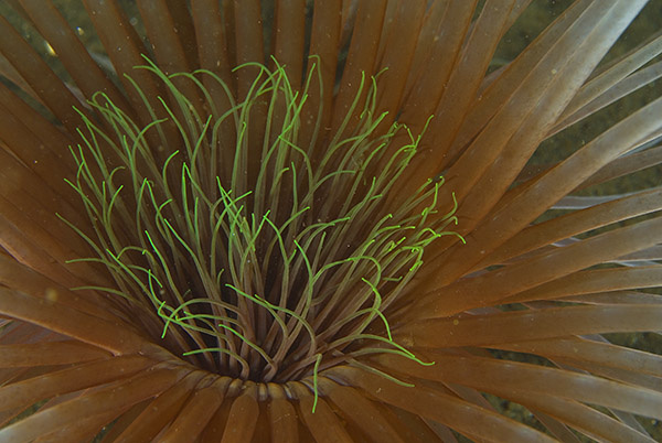 Pachycerianthus multiplicatus - Anemones (Anthozoa)