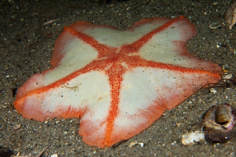 Anseropoda placenta - Starfish (Echinodermata)