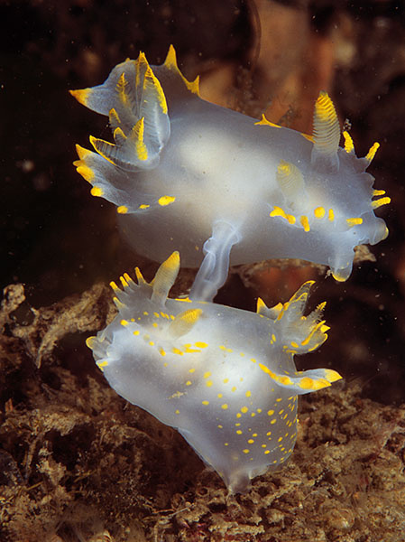 Polycera faroensis - Sea Slugs & Sea Hares (Nudibranchs etc)