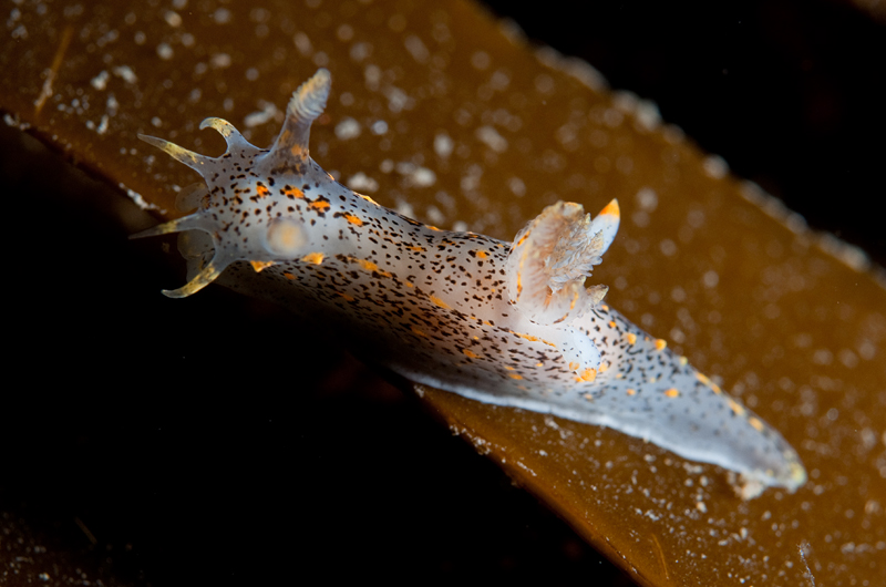 Polycera quadrilineata - Sea Slugs & Sea Hares (Nudibranchs etc)