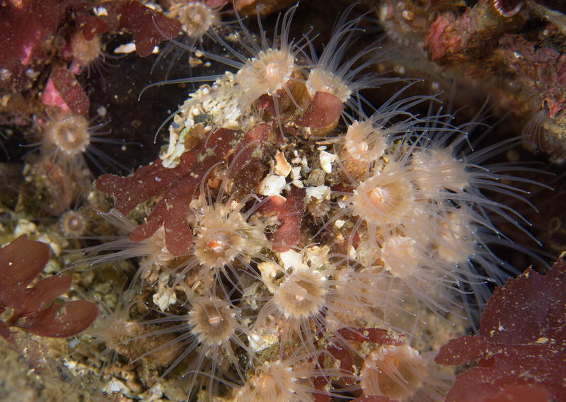Epizoanthus couchii - Anemones (Anthozoa)