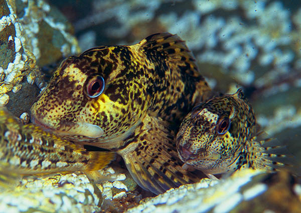 Lipophrys pholis - Fishes – bony and cartilagous (Pisces)