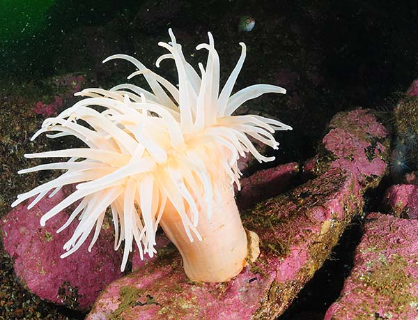 Bolocera tuediae - Anemones (Anthozoa)