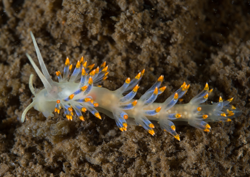 Trinchesia caerulea - Sea Slugs & Sea Hares (Nudibranchs etc)