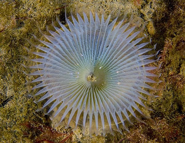 Myxicola infundibulum - Worms (from various groups)
