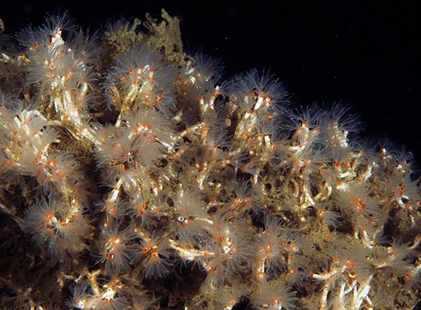 Salmacina dysteri or Filograna implexa - Worms (from various groups)