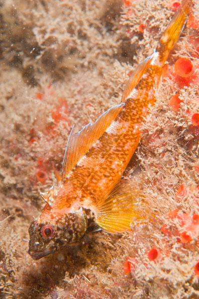 Tripterygion delaisi male - Fishes – bony and cartilagous (Pisces)