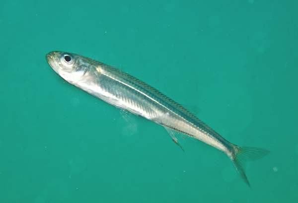 Atherina presbyter - Fishes – bony and cartilagous (Pisces)