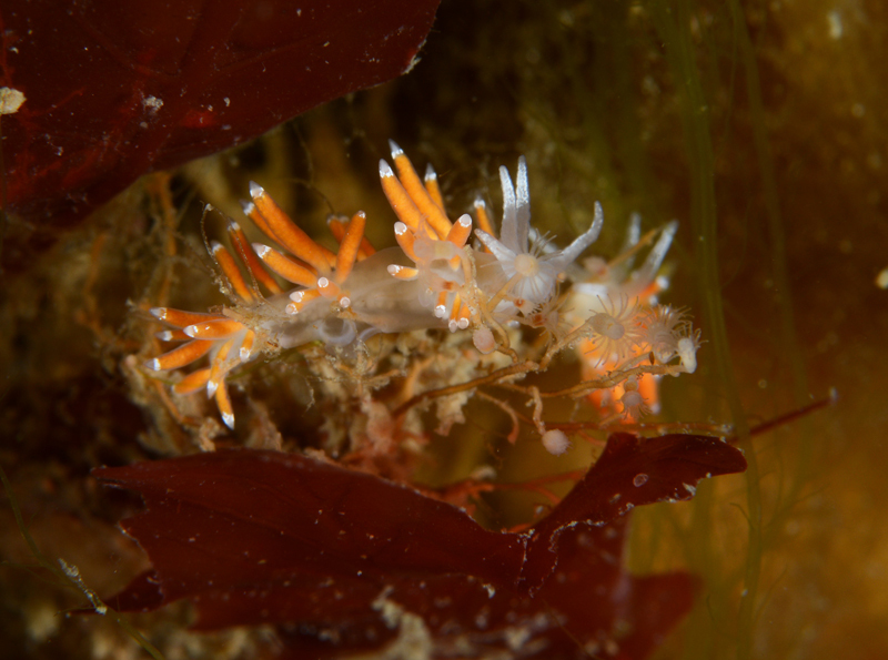Microchlamylla gracilis - Sea Slugs & Sea Hares (Nudibranchs etc)