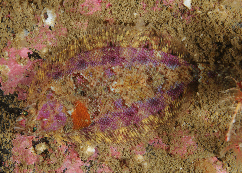 Phrynorhombus norvegicus - Fishes – bony and cartilagous (Pisces)
