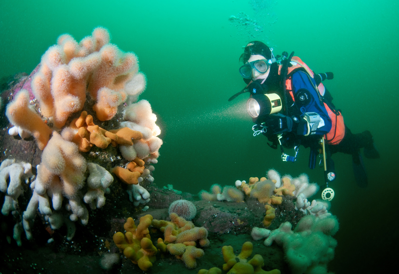 Diver observes reef 2 - Diver exploring marine environment