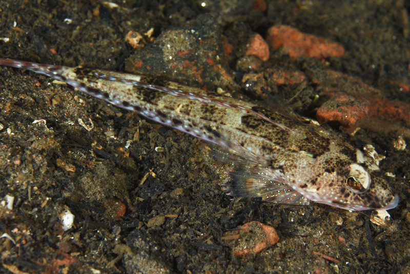 Callionymus maculatus - Fishes – bony and cartilagous (Pisces)
