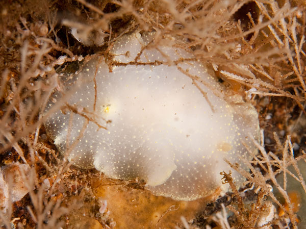 Cadlina laevis - Sea Slugs & Sea Hares (Nudibranchs etc)