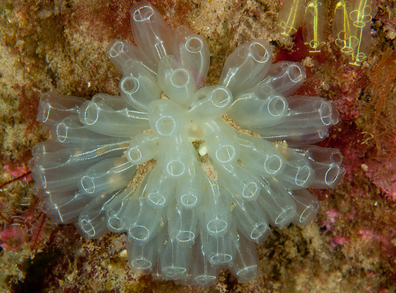 Diazona violacea - Sea Squirts (Tunicata)