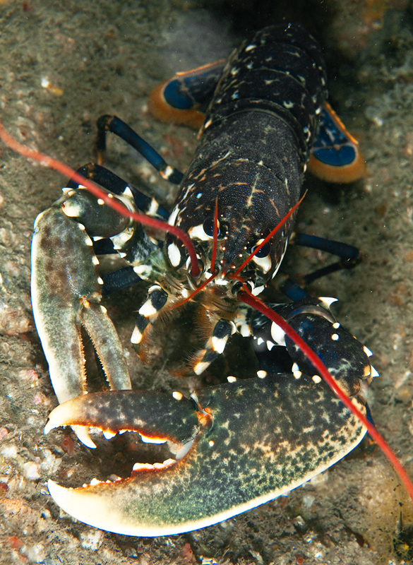 Homarus gammarus