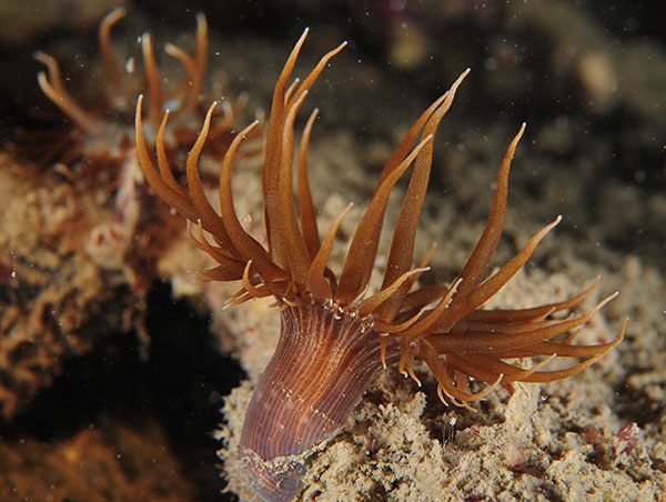 Aiptasia couchii - Anemones (Anthozoa)