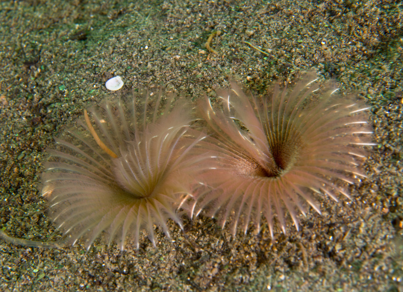 Chone infundibuliformis - Worms (from various groups)