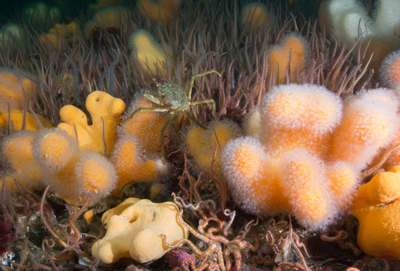 Scottish sea loch - Habitat Scenes