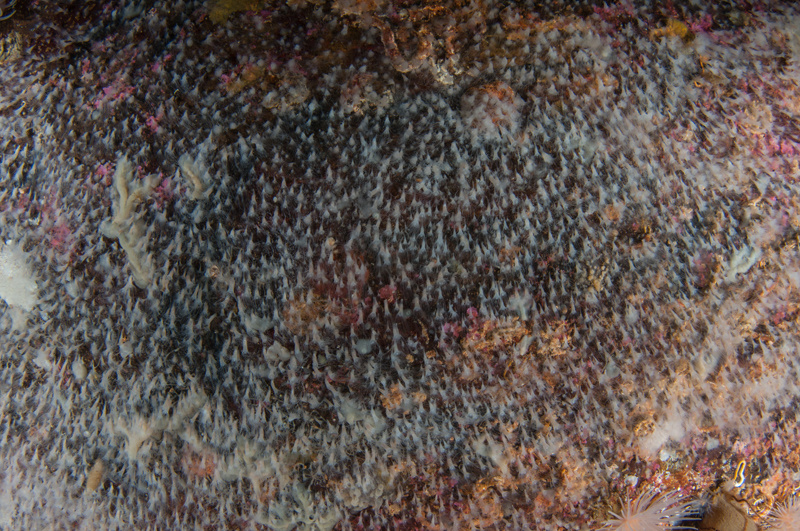 Aurelia aurita (scyphistoma) - Jellyfish and 'jelly-like' animals