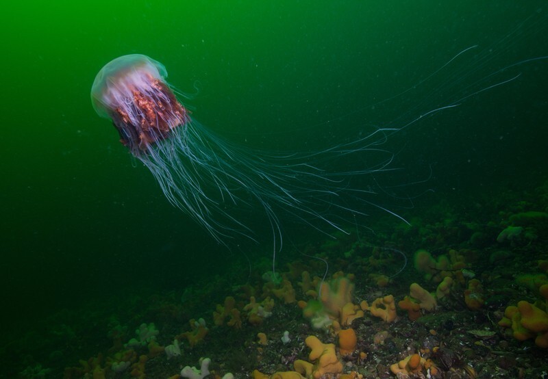 Cyanea capillata - Jellyfish and 'jelly-like' animals