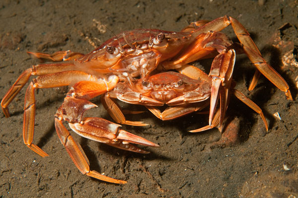 Liocarcinus depurator pair - Crabs, Lobsters, Shrimps & Prawns etc (Crustacea)