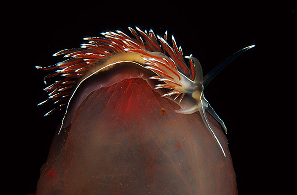 Fjordia sp. - Sea Slugs & Sea Hares (Nudibranchs etc)